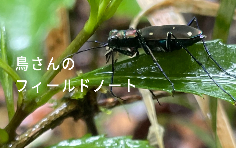 鳥さんのフィールドノート