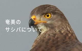 <i class="fas fa-feather"></i>奄美のサシバについて