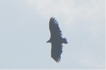 クロハゲワシ