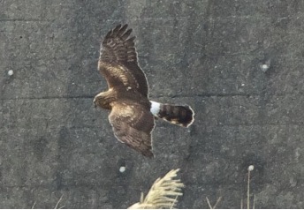 ハイイロチュウヒ