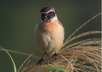 マミジロノビタキ