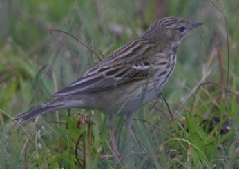 ヨーロッパビンズイ