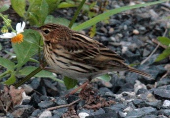 セジロタヒバリ