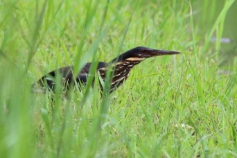 タカサゴクロサギ