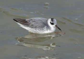 ハイイロヒレアシシギ