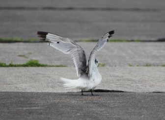 ミツユビカモメ